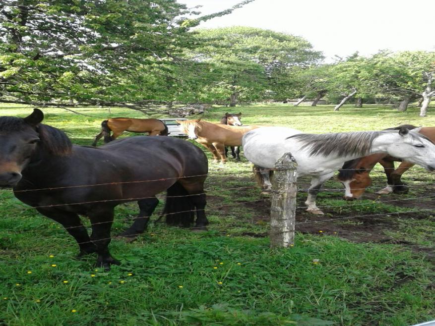 Lote 21, 22, 23, 24, 25, cuatro caballos mansos y adiestrados equinoterapia, un potrillo